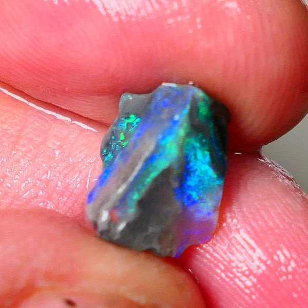 Lightning Ridge Gamble opalised fossil rough showing Exotic Multi colours 3.15cts 13x8x5mm ALP115