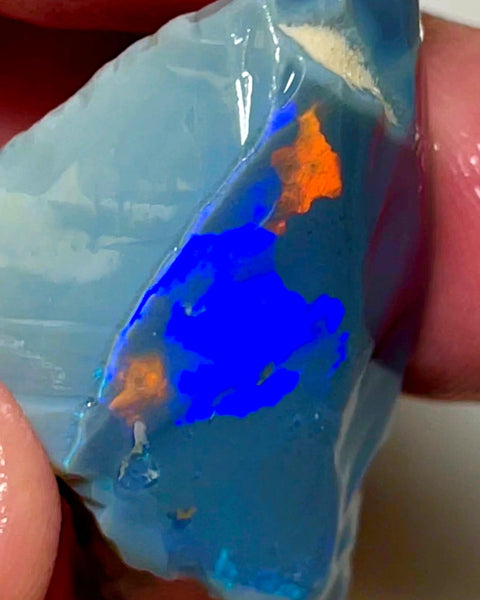 Lightning Ridge Opal Huge Rough/Rub Dark Base From the Miners Bench® 60cts Broad zones of Orange/Blue fires 39x24x12mm WAD29