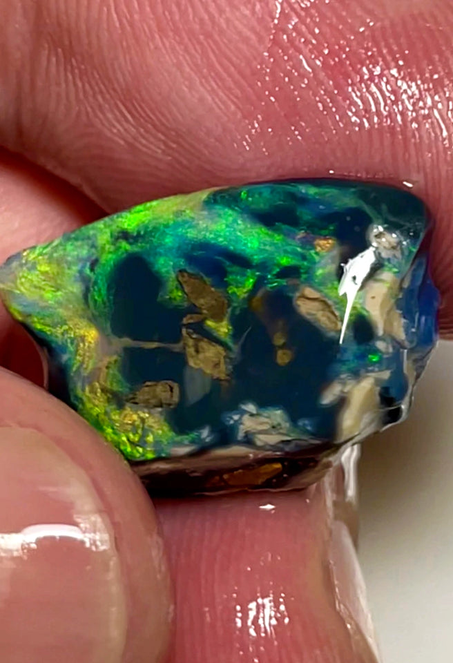 Lightning Ridge Opal Rough/Rub Black Specimen From the Miners Bench® 9.5cts Gorgeous Bright Multi fires 20x12x7mm WAC51