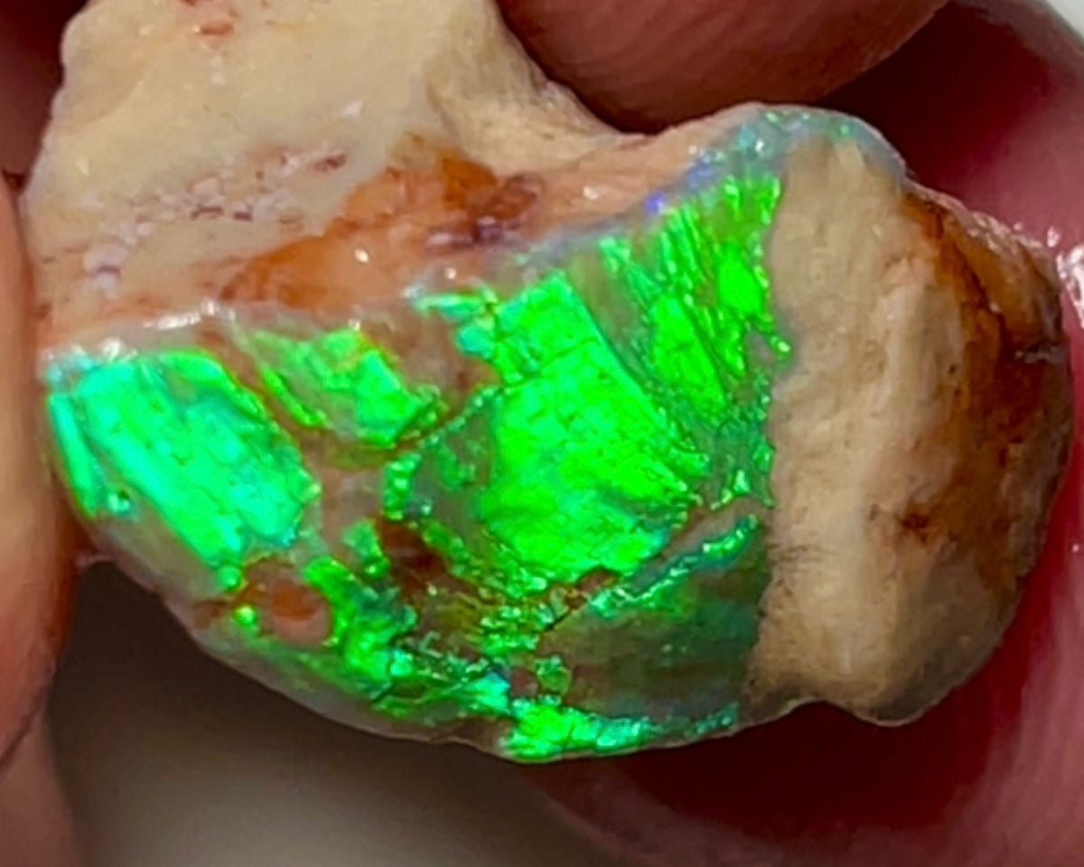 Electric Greens Lightning Ridge Rough Opal 11.25cts Opalised Shell Bright in bars 20x12x10mm NSW035