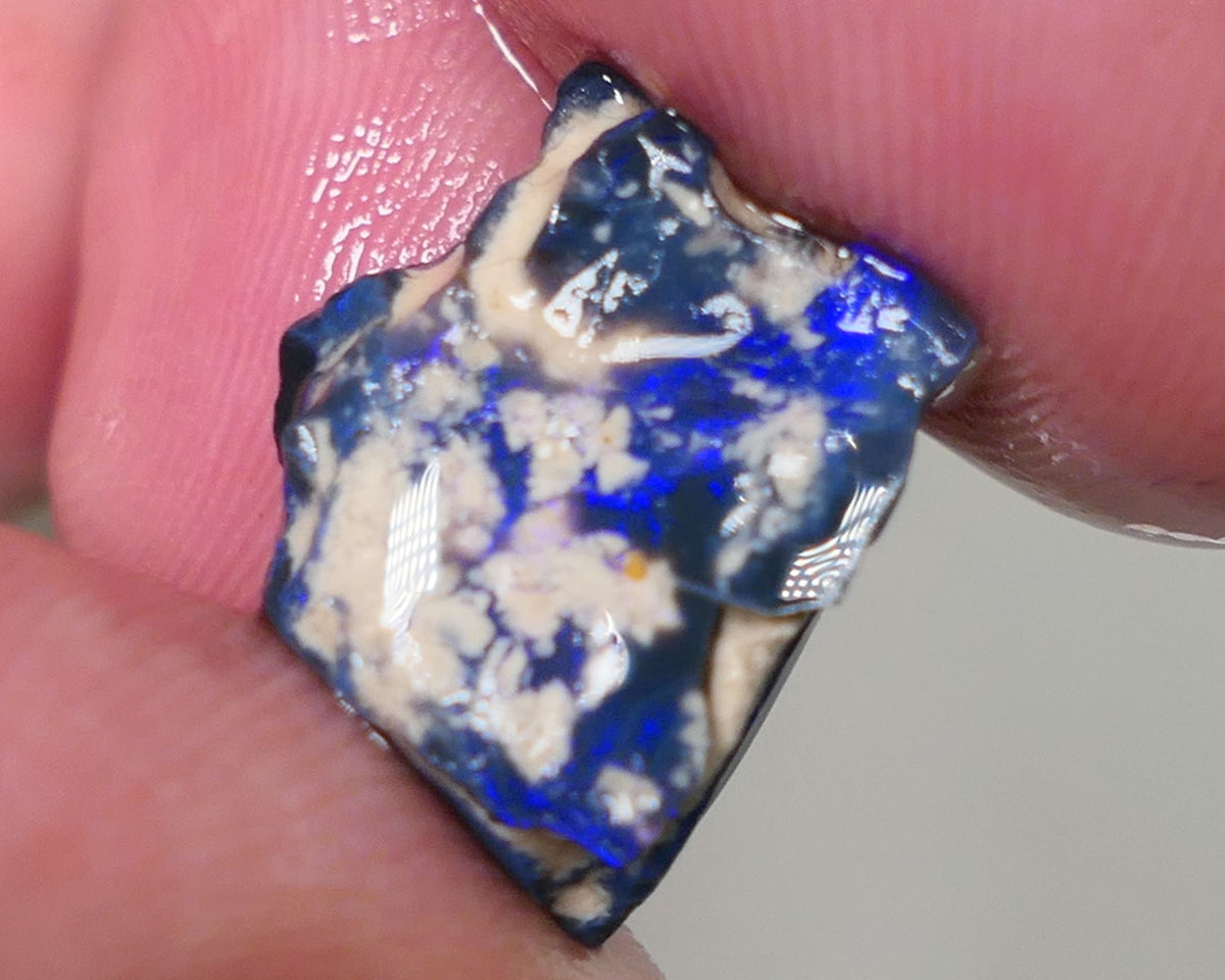 Lightning Ridge Rough Opal 7cts Black Base Gamble Seam Very Bright Royal Blues showing 15x11x7mm 0629