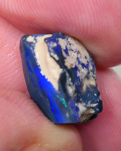 Lightning Ridge Rough Opal 7cts Black Base Gamble Seam Very Bright Royal Blues showing 15x11x7mm 0629