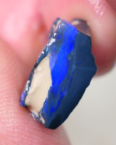 Lightning Ridge Rough Opal 7cts Black Base Gamble Seam Very Bright Royal Blues showing 15x11x7mm 0629