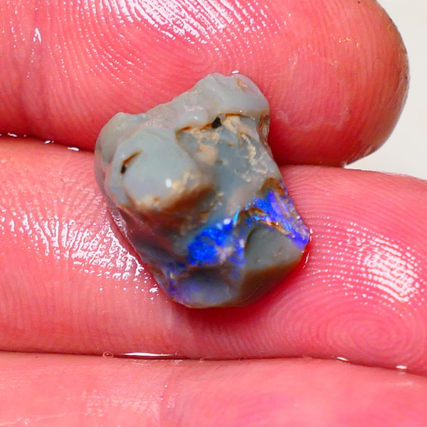 Lightning Ridge Rough Opal 9.5cts Dark Base Pea Knobby showing nice  Bright colours 15x13x12mm 0702