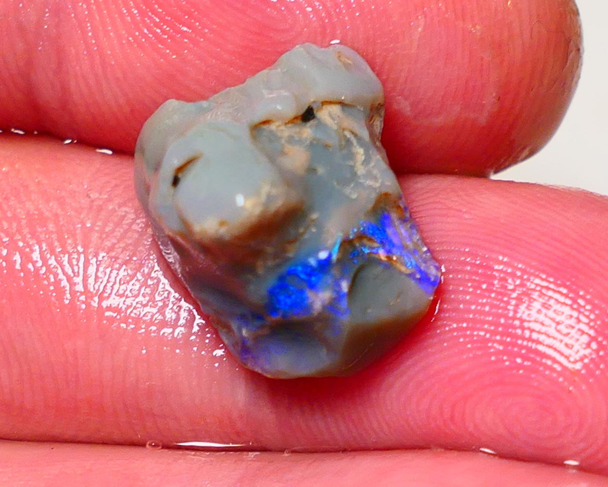 Lightning Ridge Rough Opal 9.5cts Dark Base Pea Knobby showing nice  Bright colours 15x13x12mm 0702