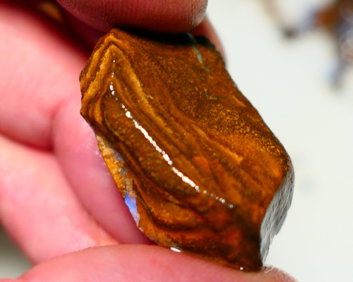 Queensland Boulder Boulder opal 63cts rough Winton gorgeous face with some fires 32x19x15mm 2002A