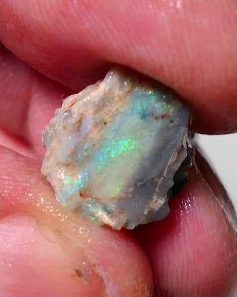 Lightning Ridge Opal Rough nice Opalised Wood Fossil 5.00cts Nice multi colours 13x13x10mm 1303