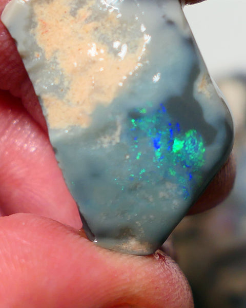 Lightning Ridge Rough Rub Opal 23cts Dark Seam showing Gorgeous zone of bright vibrant fires 31x18x7.5mm 1323