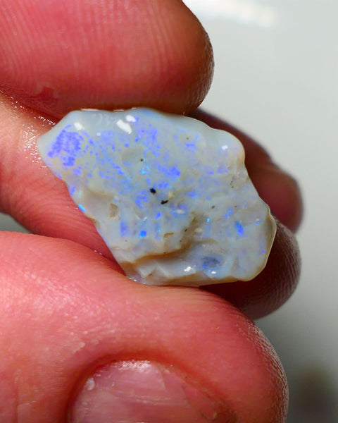 Lightning Ridge Rough Opal 8.25cts Dark Base Seam showing Nice bright blues colours 19X14X5MM a1541