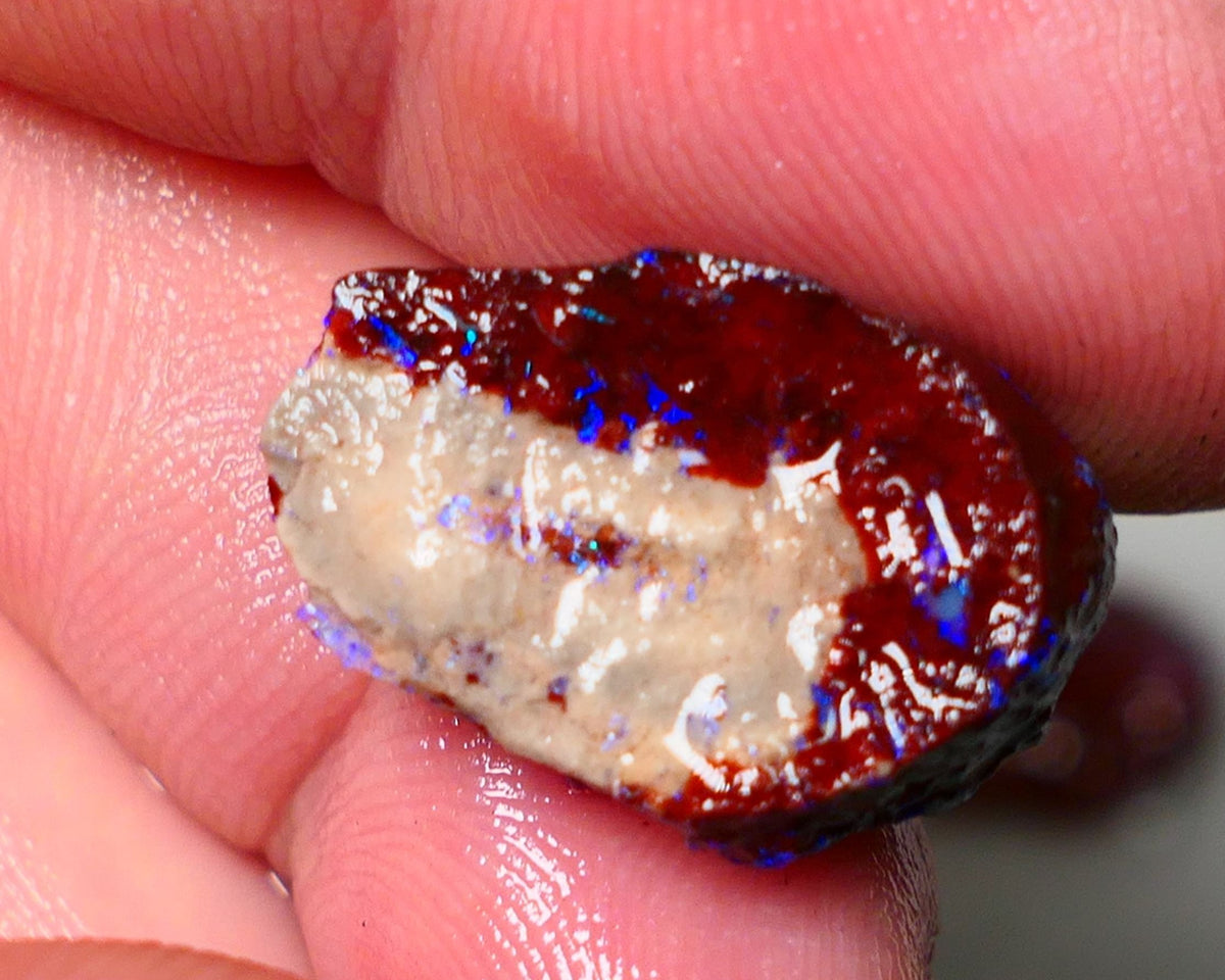 Lightning Ridge Rough Opal 11cts Dark Base Gamble Knobby formation Nice blue fires 19x13x8mm Auction NS107