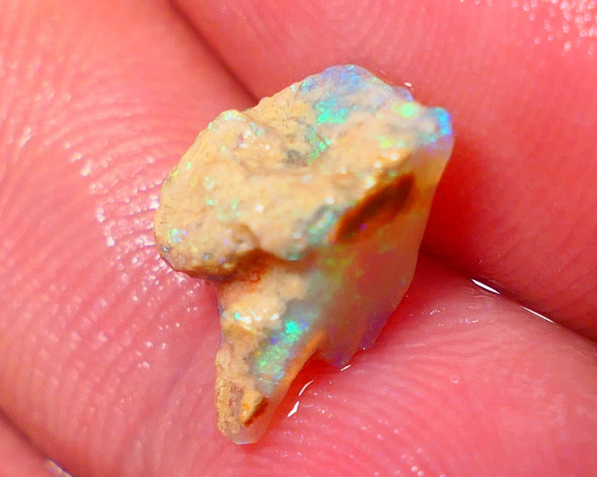 Lightning Ridge Rough Opal 2.15cts Crystal Seam rough with Gorgeous Gemmy Multicolours to explore 12x7x6mm NS172