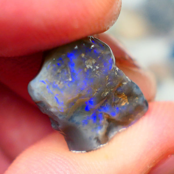 Lightning Ridge Rough Dark Opalised wood fossil  8cts Gorgeous blues showing 17x12x6mm RL001