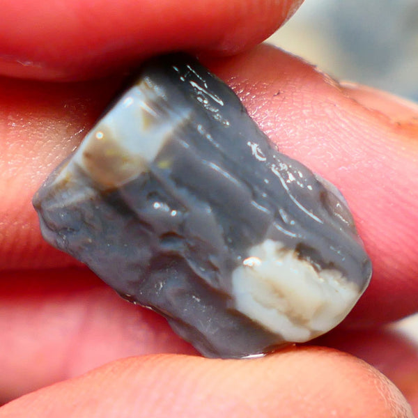 Lightning Ridge Rough Dark Opalised wood fossil  8cts Gorgeous blues showing 17x12x6mm RL001