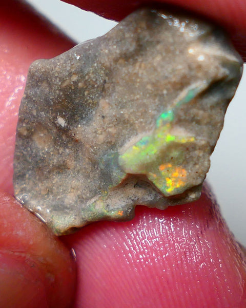 Lightning Ridge Rough Opal 8.25cts Dark Base Seam Gorgeous Zone of Bright Yellows to gamble 24x13x4mm NS317