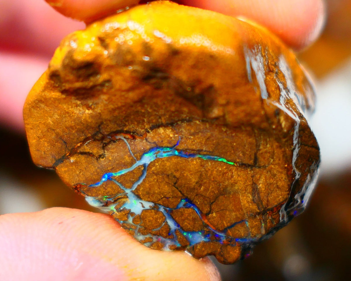 Queensland Boulder / Matrix opal 220cts rough Winton Bright Yellows Greens & Blue fires show plenty to go at here 47x28x28mm  ALP003