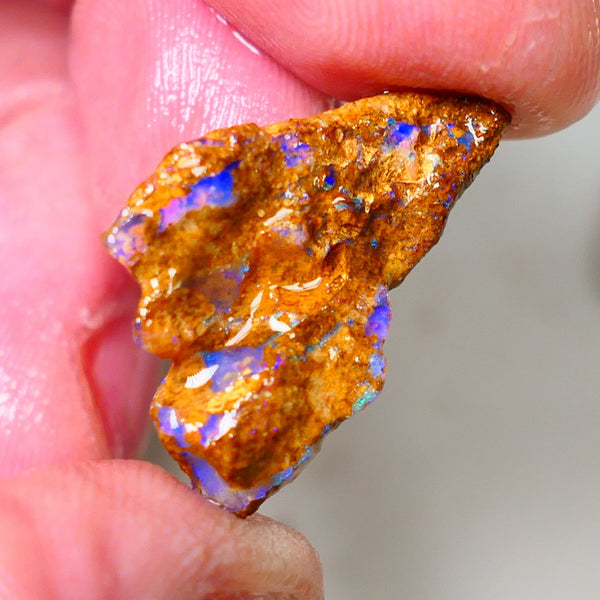 Queensland Sandy Ironstone Boulder opal nodule Showing lots of Bright Blue colours ALP0