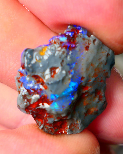 Lightning Ridge Knobby opal rough showing nice bright colours details to come 10.50cts 22x19x6mm ALP105