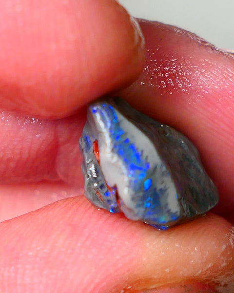 Lightning Ridge Seam opal rough showing nice bright colours details to come 6.50cts 18x13x7mm ALP109