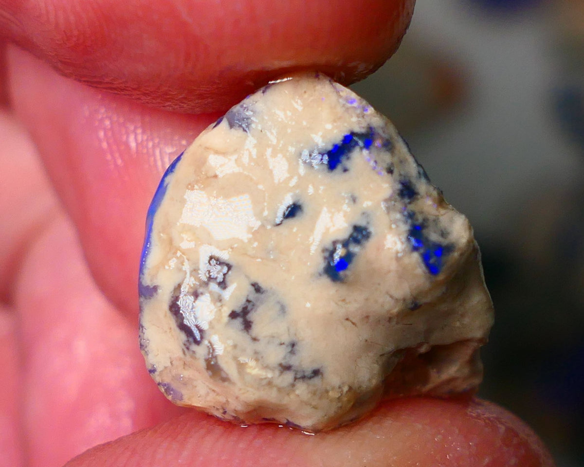 Lightning Ridge Knobby opal rough showing nice bright colours details to come 11.50cts 19x14x9mm ALP103