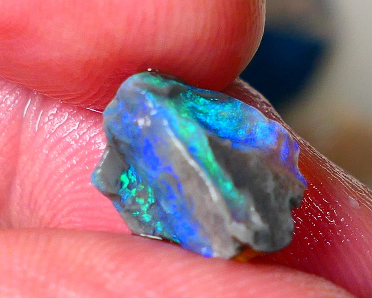 Lightning Ridge Gamble opalised fossil rough showing Exotic Multi colours 3.15cts 13x8x5mm  ALP115