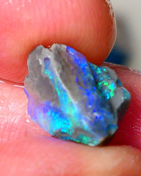 Lightning Ridge Gamble opalised fossil rough showing Exotic Multi colours 3.15cts 13x8x5mm  ALP115