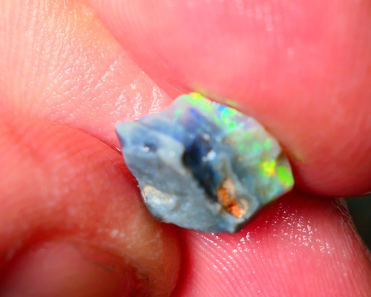 Lightning Ridge Gamble opal rough 2.60cts showing Gorgeous bright Multi colours 11x9x4mm ALP152