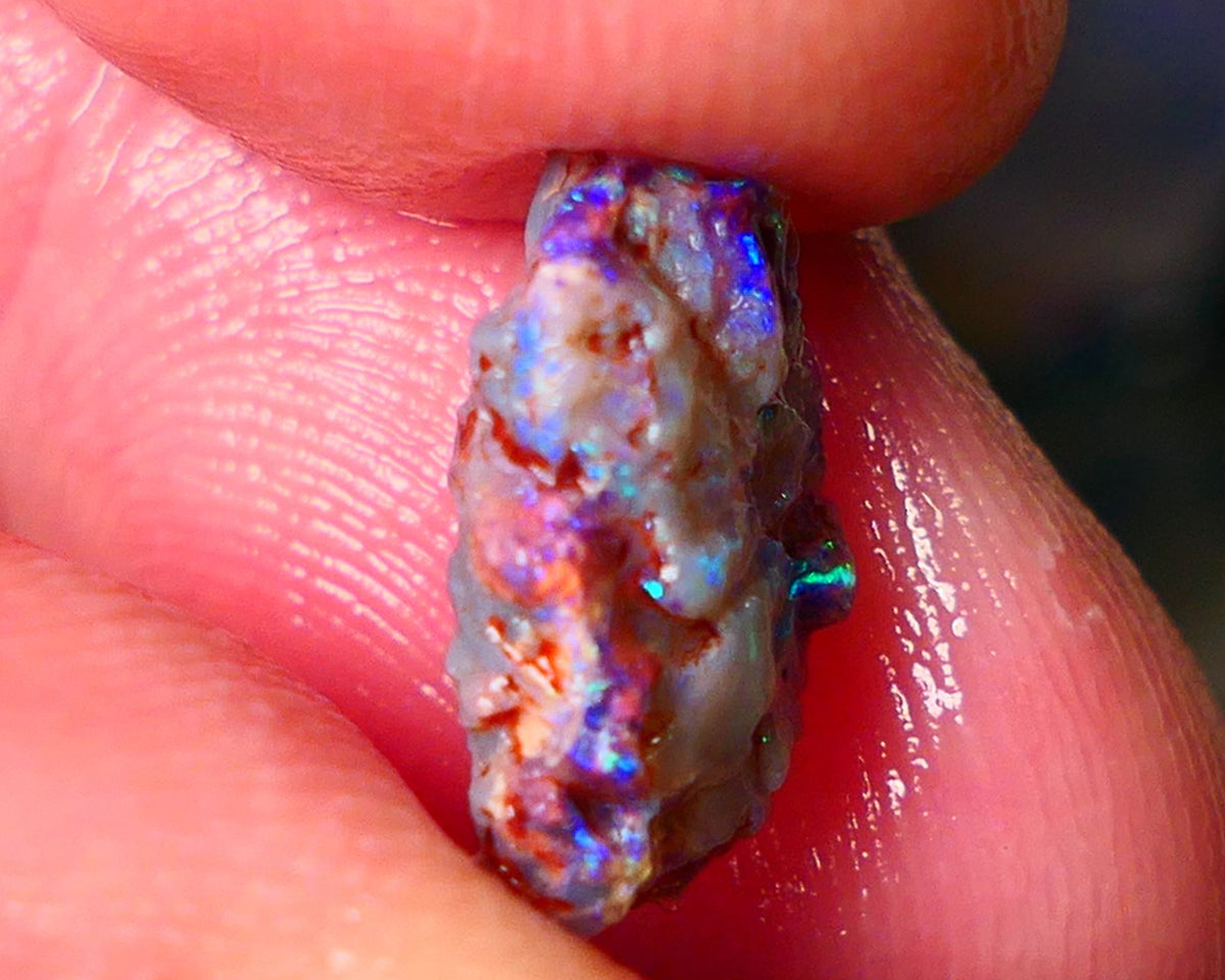 Lightning Ridge Wood Fossil opal rough 3.50cts showing nice bright M.colours 14x10x5mm ALP149